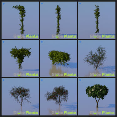 L2023.3 Update Library Models _Nature _LargeTh-3x3 _10.jpg
