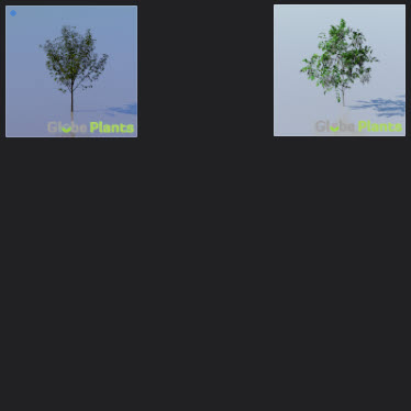 L2023.3 Update Library Models _Nature _LargeTh-3x3 _13.jpg