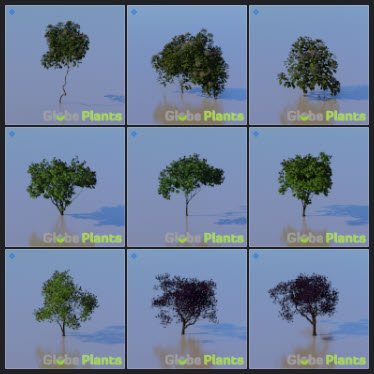 L2023.3 Update Library Models _Nature _LargeTh-3x3 _03.jpg