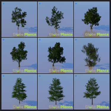 L2023.3 Update Library Models _Nature _LargeTh-3x3 _07.jpg