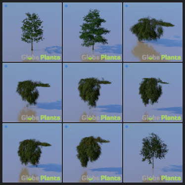 L2023.3 Update Library Models _Nature _LargeTh-3x3 _08.jpg