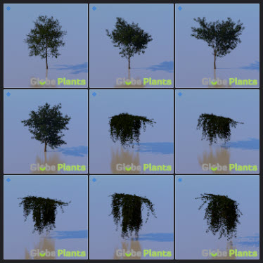 L2023.3 Update Library Models _Nature _LargeTh-3x3 _09.jpg