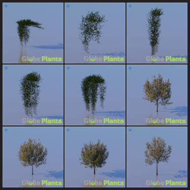 L2023.3 Update Library Models _Nature _LargeTh-3x3 _12.jpg