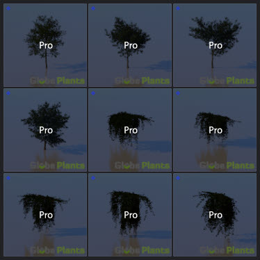 L2023.3 Standard Update Library Models _Nature _LargeTh-3x3 _09.jpg