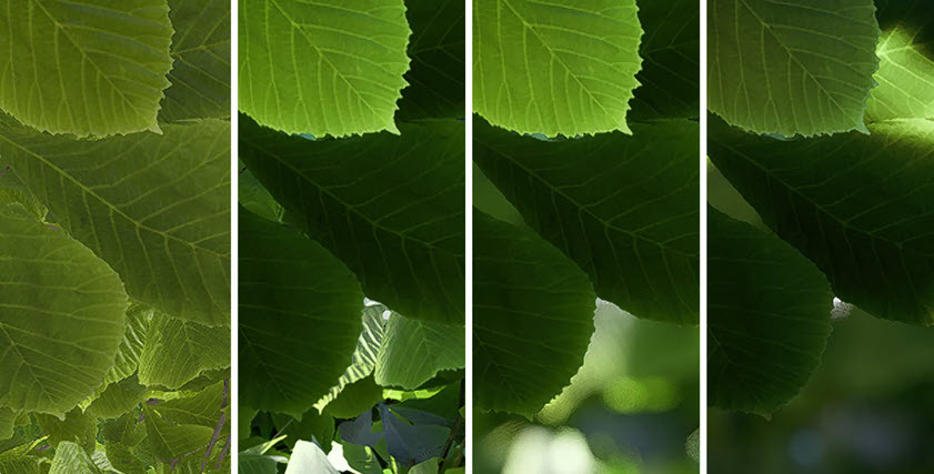 6 easy effects for realistic close-ups _hdr.jpg
