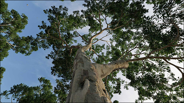 FineDetail_Tree.png