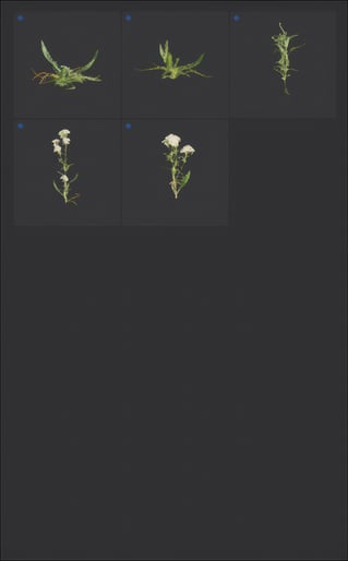 upscaled-trees-2026-page-14-png-20260210