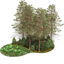 BOREAL- GROUND AND TREES
