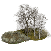 DRY- GROUND AND TREES