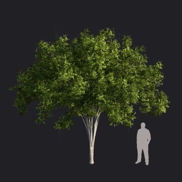 AmericanElm2_S_RT.llm
