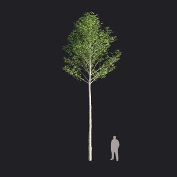 EuropeanAspen_XL.llm