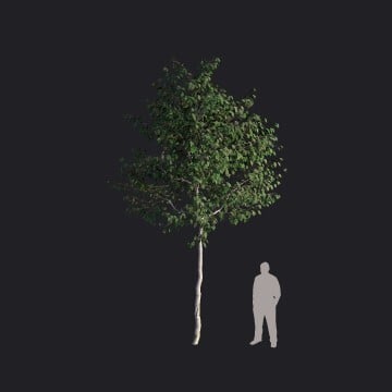 EuropeanBeech-S2_HQ.llm