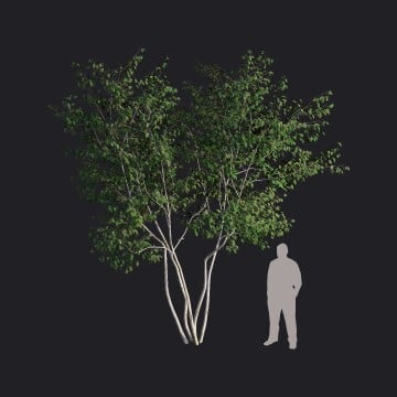 EuropeanBeech-S3_HQ.llm