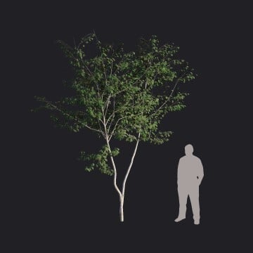 EuropeanBeech-S4_HQ.llm