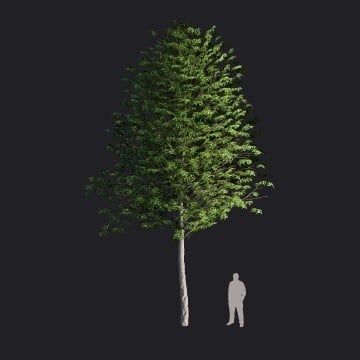 EuropeanLinden2-L2_RT.llm