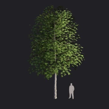 EuropeanLinden2-L_RT.llm