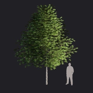 EuropeanLinden2-M2_RT.llm