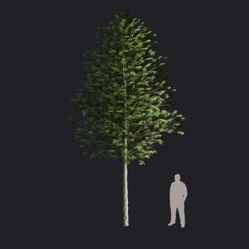 EuropeanLinden2-M_RT.llm