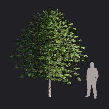 EuropeanLinden2-S_RT.llm