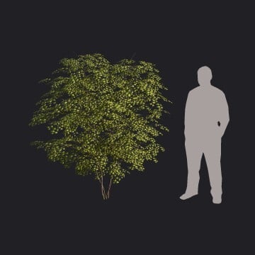 FieldMaple-S3_HQ.llm