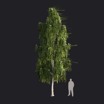 SilverBirch2_L1-RT.llm