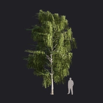 SilverBirch2_L2-RT.llm