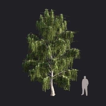 SilverBirch2_M1-RT.llm