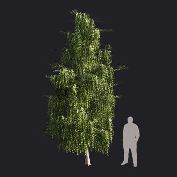 SilverBirch2_S1.RT.llm