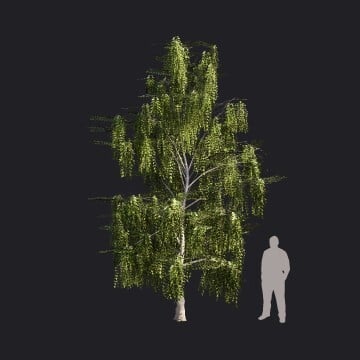 SilverBirch2_S2.RT.llm