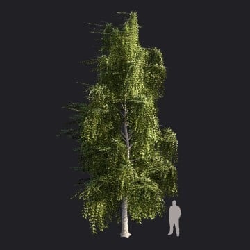 SilverBirch2_XL2-RT.llm