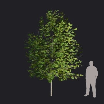 SilverMaple_S1_RT.llm