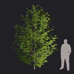 SilverMaple_S2_RT.llm