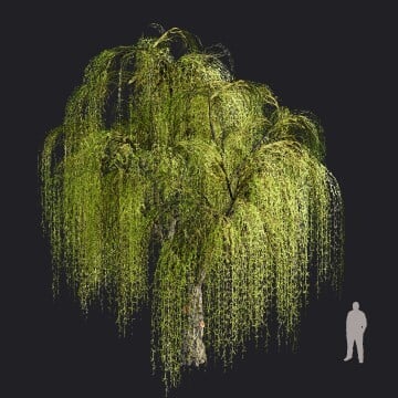 WeepingWillow2_RT.llm
