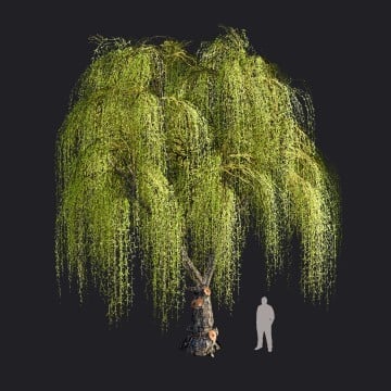 WeepingWillow2var1_RT.llm