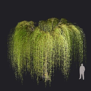 WeepingWillow2var2_RT.llm