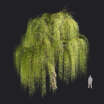 WeepingWillow2var3_RT.llm