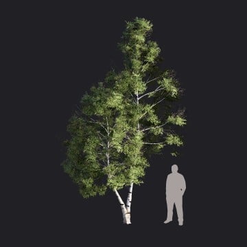 WhiteBirch-M3_RT.llm