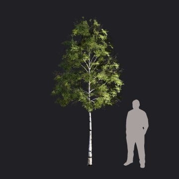 WhiteBirch-S2_RT.llm