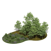 TEMPERATE- GROUND AND TREES